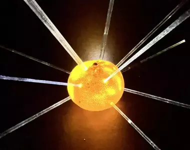 ARuFa流《空橘子皮做出的自爆效果》沒開玩笑真心覺得頗有爆炸的感覺