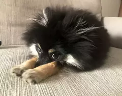 《勉強能看出是一隻狗大賽》這縮起來的模樣確定不是一隻小刺蝟嗎？