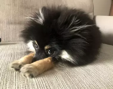 《勉強能看出是一隻狗大賽》這縮起來的模樣確定不是一隻小刺蝟嗎?