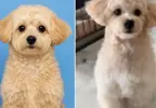 透過ChatGPT幫自家愛犬生成一張護照照片，結果AI推出來的結果超讓人滿意，網友建議家裡有毛孩的朋友都應該去試試看