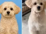 透過ChatGPT幫自家愛犬生成一張護照照片，結果AI推出來的結果超讓人滿意，網友建議家裡有毛孩的朋友都應該去試試看