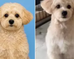 透過ChatGPT幫自家愛犬生成一張護照照片，結果AI推出來的結果超讓人滿意，網友建議家裡有毛孩的朋友都應該去試試看