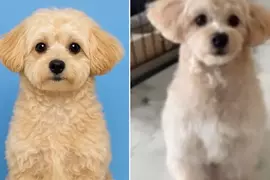 透過ChatGPT幫自家愛犬生成一張護照照片,結果AI推出來的結果超讓人滿意,網友建議家裡有毛孩的朋友都應該去試試看 透過ChatGPT幫自家愛犬生成一張護照照片,結果AI推出來的結果超讓人滿意,網友建議家裡有毛孩的朋友都應該去試試看