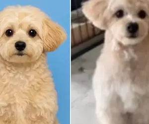 透過ChatGPT幫自家愛犬生成一張護照照片，結果AI推出來的結果超讓人滿意，網友建議家裡有毛孩的朋友都應該去試試看