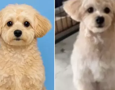 透過ChatGPT幫自家愛犬生成一張護照照片,結果AI推出來的結果超讓人滿意,網友建議家裡有毛孩的朋友都應該去試試看
