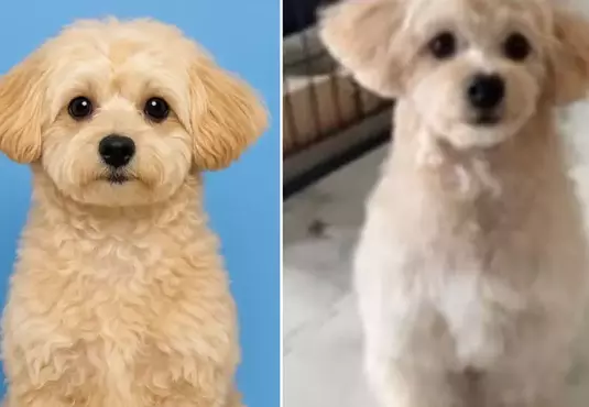 透過ChatGPT幫自家愛犬生成一張護照照片，結果AI推出來的結果超讓人滿意，網友建議家裡有毛孩的朋友都應該去試試看