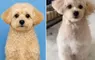 透過ChatGPT幫自家愛犬生成一張護照照片，結果AI推出來的結果超讓人滿意，網友建議家裡有毛孩的朋友都應該去試試看