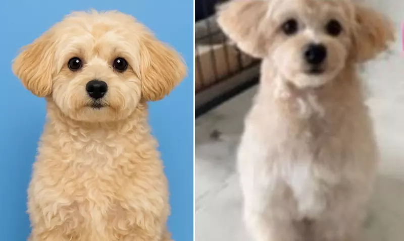 透過ChatGPT幫自家愛犬生成一張護照照片,結果AI推出來的結果超讓人滿意,網友建議家裡有毛孩的朋友都應該去試試看 透過ChatGPT幫自家愛犬生成一張護照照片,結果AI推出來的結果超讓人滿意,網友建議家裡有毛孩的朋友都應該去試試看