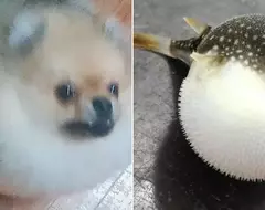 《勉強能看出是一隻狗大賽》第二彈 都不知道狗狗跟河豚還可以這麼像！？