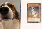 KONAMI將大谷翔平的愛犬做成遊戲王卡 狗狗是降臨在投手丘上的幸福天使