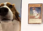 KONAMI將大谷翔平的愛犬做成遊戲王卡 狗狗是降臨在投手丘上的幸福天使