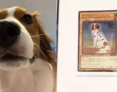 KONAMI將大谷翔平的愛犬做成遊戲王卡 狗狗是降臨在投手丘上的幸福天使