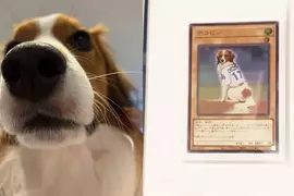 KONAMI將大谷翔平的愛犬做成遊戲王卡 狗狗是降臨在投手丘上的幸福天使 KONAMI將大谷翔平的愛犬做成遊戲王卡 狗狗是降臨在投手丘上的幸福天使