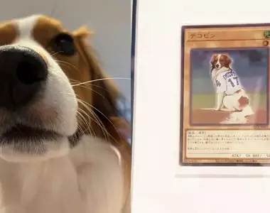 KONAMI將大谷翔平的愛犬做成遊戲王卡 狗狗是降臨在投手丘上的幸福天使