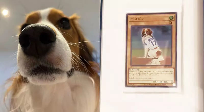 KONAMI將大谷翔平的愛犬做成遊戲王卡 狗狗是降臨在投手丘上的幸福天使 KONAMI將大谷翔平的愛犬做成遊戲王卡 狗狗是降臨在投手丘上的幸福天使
