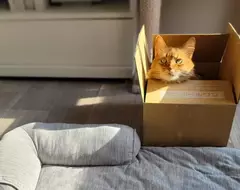 《學不乖的貓奴們》買什麼寵物床給貓咪都沒用 終究比不上免費的紙箱