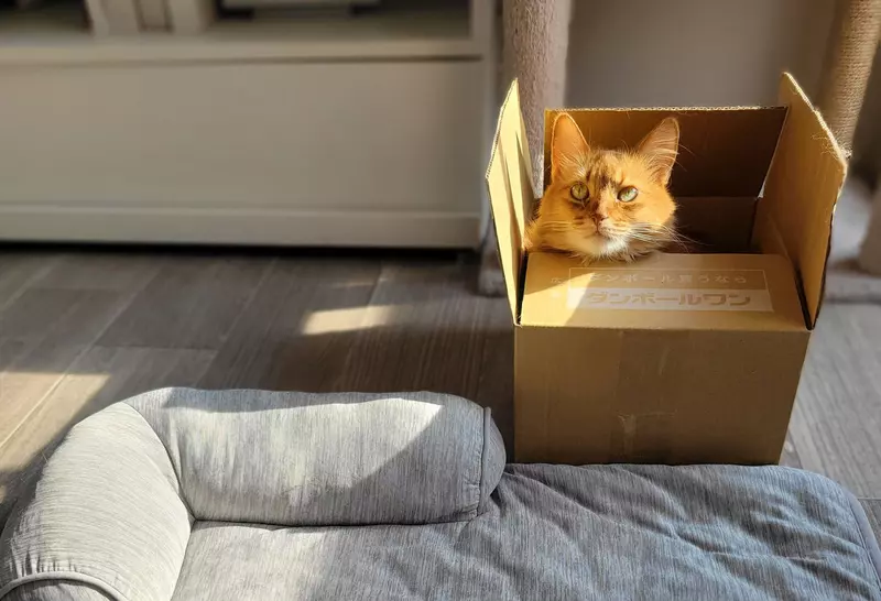 《學不乖的貓奴們》買什麼寵物床給貓咪都沒用 終究比不上免費的紙箱