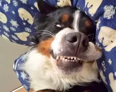 惡靈古堡官方徵求《像是從遊戲裡跑出來的毛孩照》想不到還真有不少狂氣的寵物啊(汗)