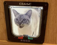 《不懂寵物門的貓》花大錢安裝卻不會用怎麼辦?盯著門求救的模樣也超級可愛 《不懂寵物門的貓》花大錢安裝卻不會用怎麼辦?盯著門求救的模樣也超級可愛