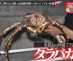 《活螃蟹整人》家中冒出一隻７萬的北海道帝王蟹 不會開心反而會嚇死？