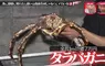 《活螃蟹整人》家中冒出一隻７萬的北海道帝王蟹 不會開心反而會嚇死？