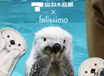 鳥羽水族館 與 Felissimo 合作推出 人氣海獺「Mei」、「Kira」可愛周邊商品