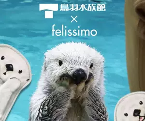 鳥羽水族館 與 Felissimo 合作推出 人氣海獺「Mei」、「Kira」可愛周邊商品