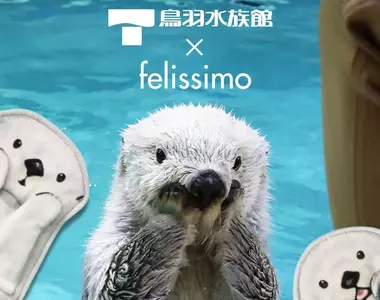 鳥羽水族館 與 Felissimo 合作推出 人氣海獺「Mei」、「Kira」可愛周邊商品