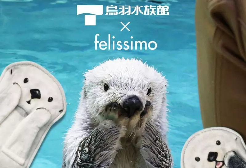 鳥羽水族館 與 Felissimo 合作推出 人氣海獺「Mei」、「Kira」可愛周邊商品