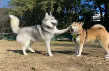 《當哈士奇碰上其他狗》社交距離感壞光光 柴犬最受不了這種社牛了