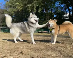 《當哈士奇碰上其他狗》社交距離感壞光光 柴犬最受不了這種社牛了