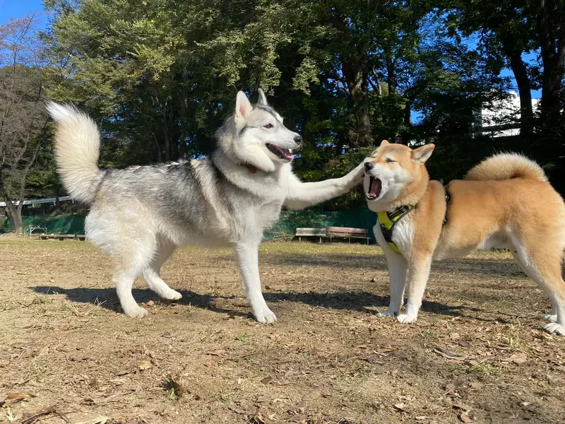 《當哈士奇碰上其他狗》社交距離感壞光光 柴犬最受不了這種社牛了