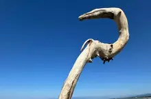 《史上最棒的木棒》日本網友撿到渾然天成的法杖 動漫魔法師都拿這種形狀的武器