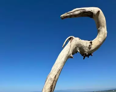 《史上最棒的木棒》日本網友撿到渾然天成的法杖 動漫魔法師都拿這種形狀的武器