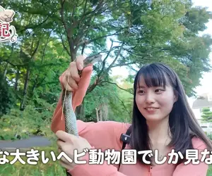 日本昆蟲系美少女YouTuber《ひよりの虫日記》徒手抓蛇都不怕這感覺有點強
