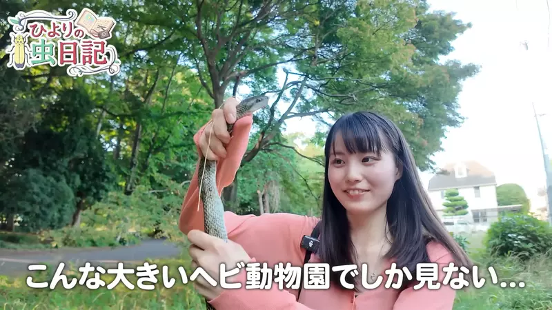 日本昆蟲系美少女YouTuber《ひよりの虫日記》徒手抓蛇都不怕這感覺有點強 日本昆蟲系美少女YouTuber《ひよりの虫日記》徒手抓蛇都不怕這感覺有點強