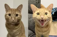 《寵物證件照的重要性》貓咪飼主呼籲不要光拍搗蛋照 免得日後找房子被打槍