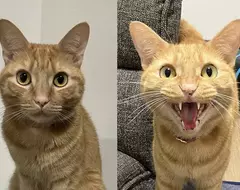 《寵物證件照的重要性》貓咪飼主呼籲不要光拍搗蛋照 免得日後找房子被打槍