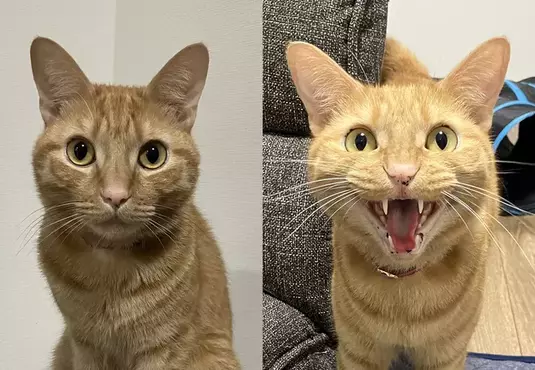 《寵物證件照的重要性》貓咪飼主呼籲不要光拍搗蛋照 免得日後找房子被打槍