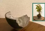 破掉的茶碗再利用 也許轉念一想還能成為美美的花器