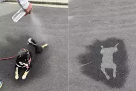 夏天遛狗的散熱對策 給柴柴用了噴水降溫的同時意外搞出了犬拓出來！？