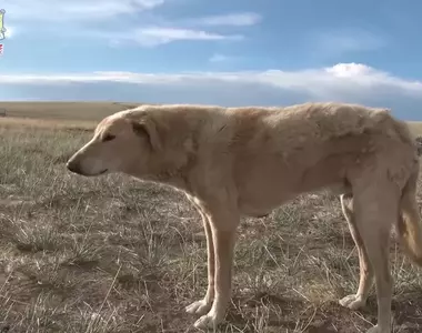《爆紅蒙古犬》這隻狗瞬間抓住日本網友們的心 上萬人爭相替牠畫粉絲插畫了