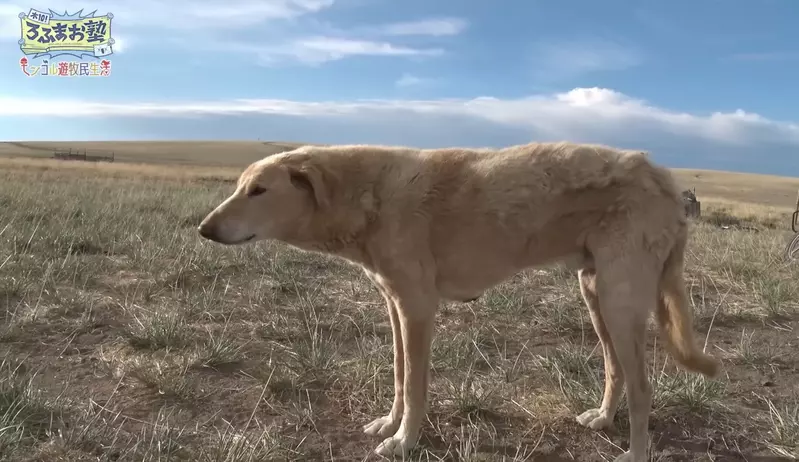 《爆紅蒙古犬》這隻狗瞬間抓住日本網友們的心 上萬人爭相替牠畫粉絲插畫了 《爆紅蒙古犬》這隻狗瞬間抓住日本網友們的心 上萬人爭相替牠畫粉絲插畫了