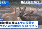 《兔島大久野島》想去找兔兔的觀光客注意了 地方政府準備要收登島費？