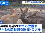 《兔島大久野島》想去找兔兔的觀光客注意了 地方政府準備要收登島費？