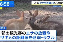 《兔島大久野島》想去找兔兔的觀光客注意了 地方政府準備要收登島費? 《兔島大久野島》想去找兔兔的觀光客注意了 地方政府準備要收登島費?