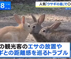 《兔島大久野島》想去找兔兔的觀光客注意了 地方政府準備要收登島費？