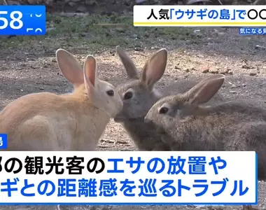 《兔島大久野島》想去找兔兔的觀光客注意了 地方政府準備要收登島費?