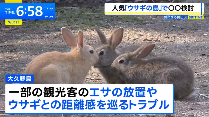 《兔島大久野島》想去找兔兔的觀光客注意了 地方政府準備要收登島費？