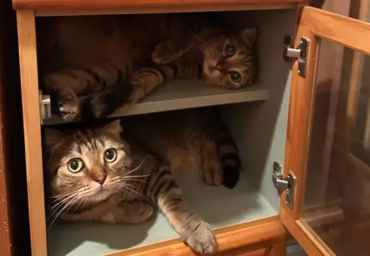 《貓貓觀景台》網友示範原來這才是櫃子真正的使用方法